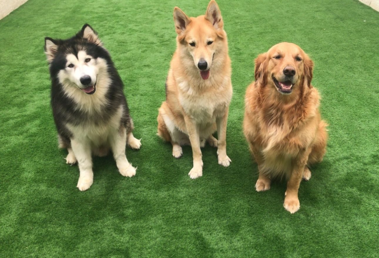 Cheap dog daycare Dubai