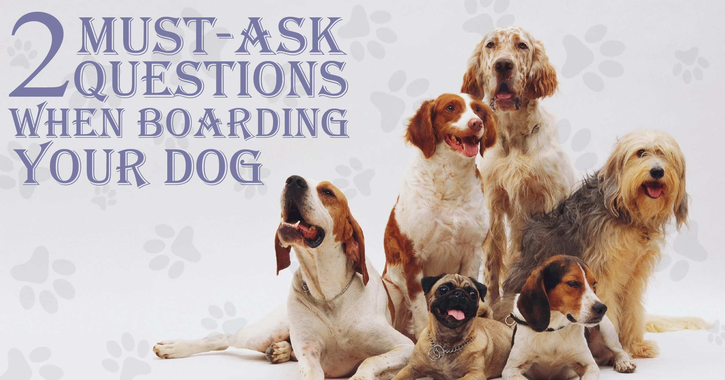 2 Must-Ask Questions When Boarding Your Dog