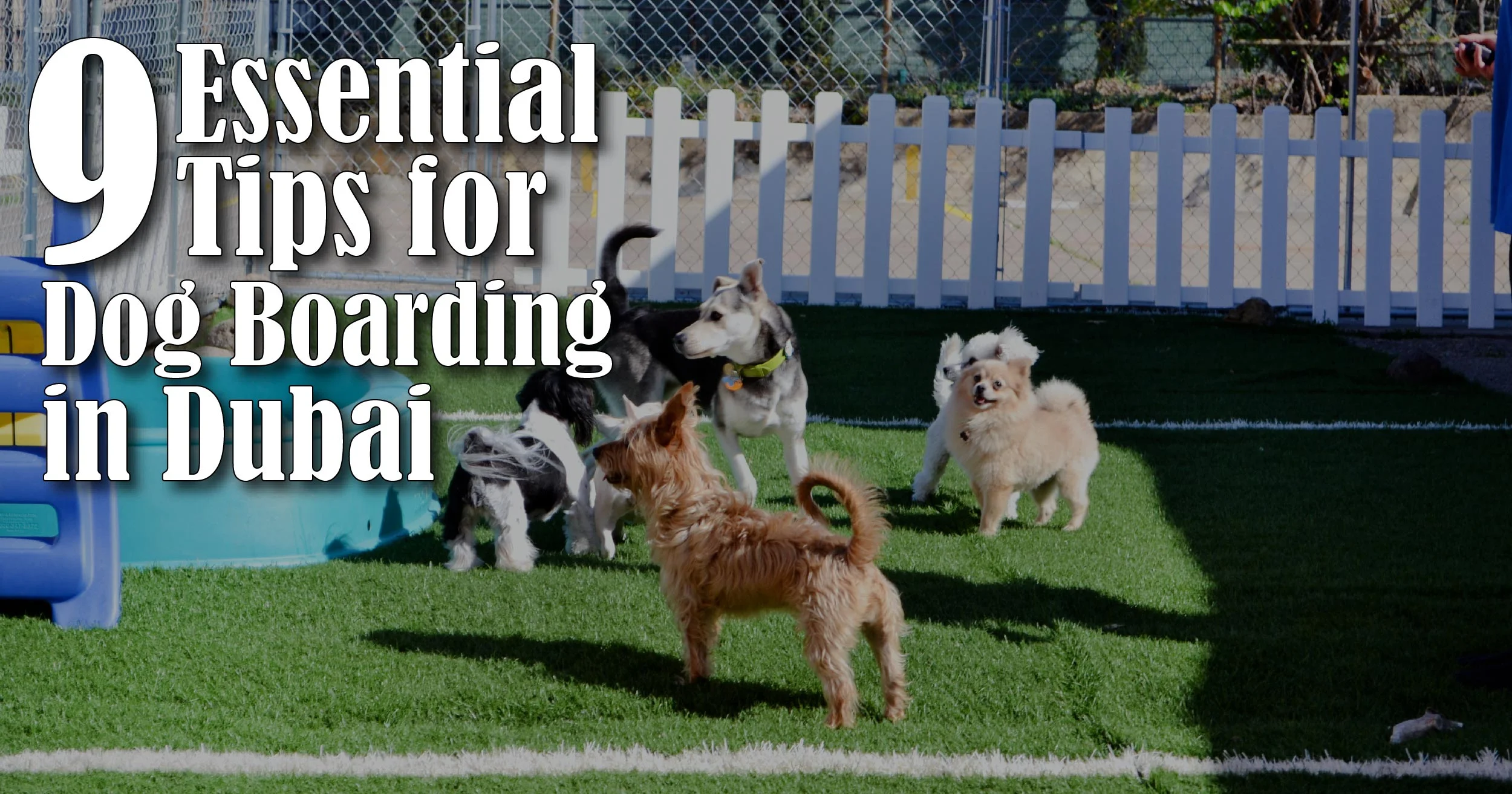 9 Essential Tips for Dog Boarding in Dubai