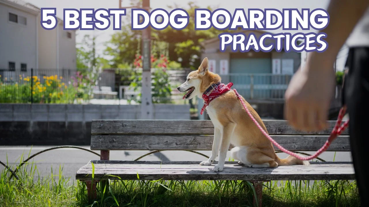 5 Best Dog Boarding Practices