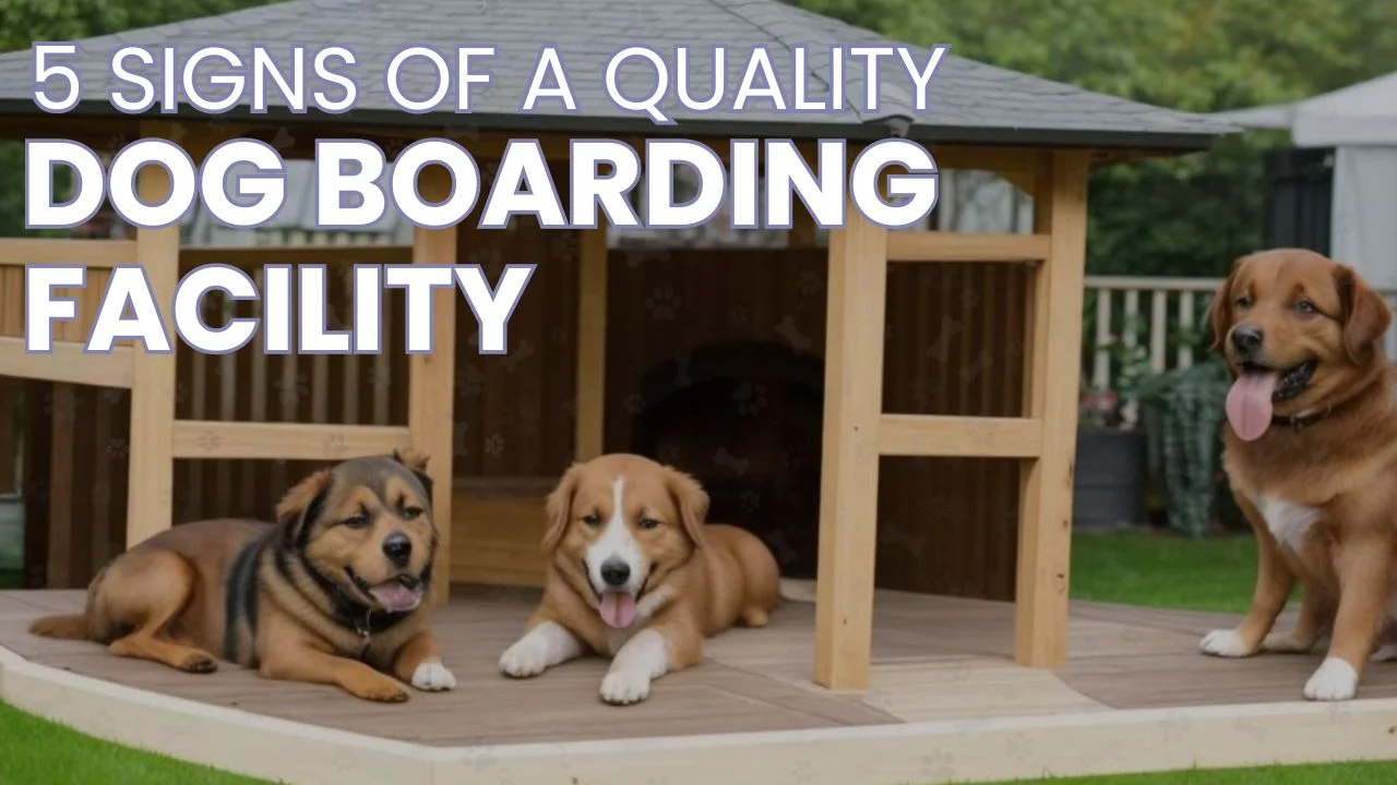 5 Signs of a Quality Dog Boarding Facility