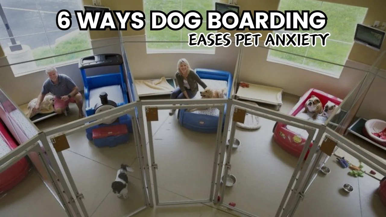 6 Ways Dog Boarding Eases Pet Anxiety
