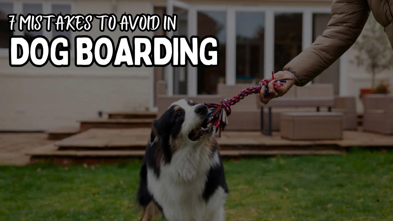 7 Mistakes to Avoid in Dog Boarding