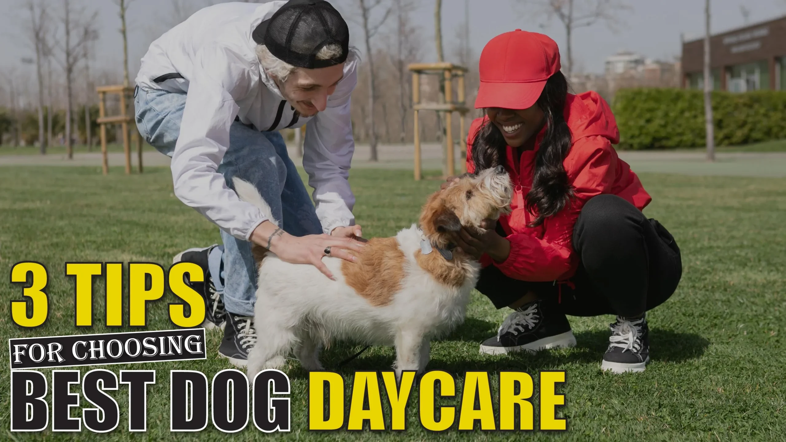 3 Tips for Choosing the Best Dog Daycare