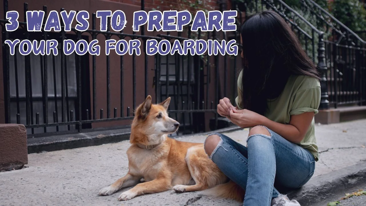 3 Ways to Prepare Your Dog for Boarding