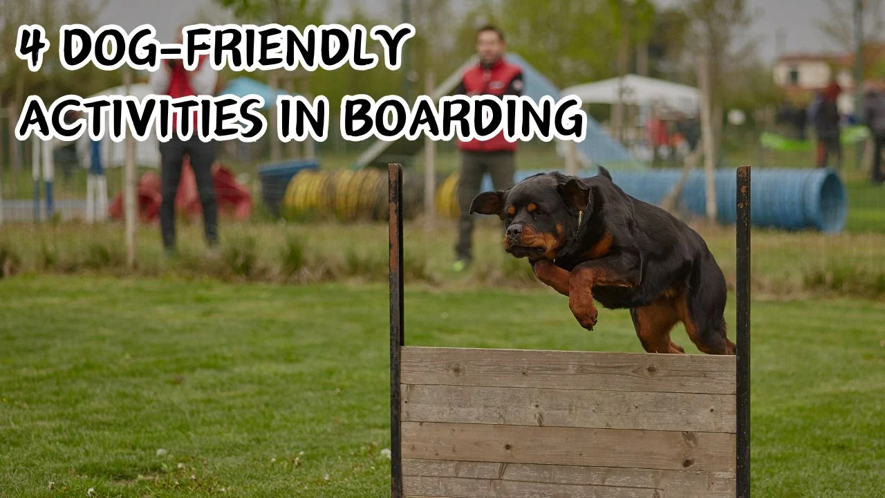 4 Dog-Friendly Activities in Boarding