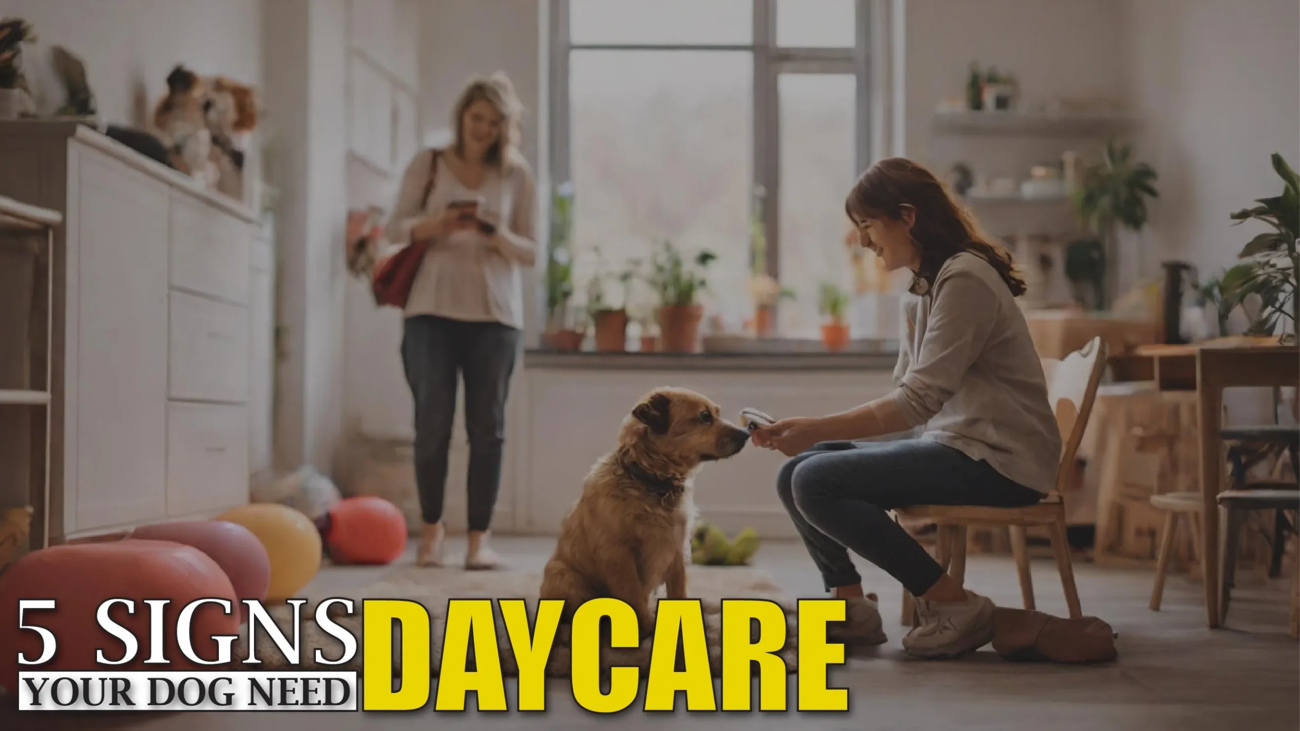 5 Signs Your Dog Needs Daycare