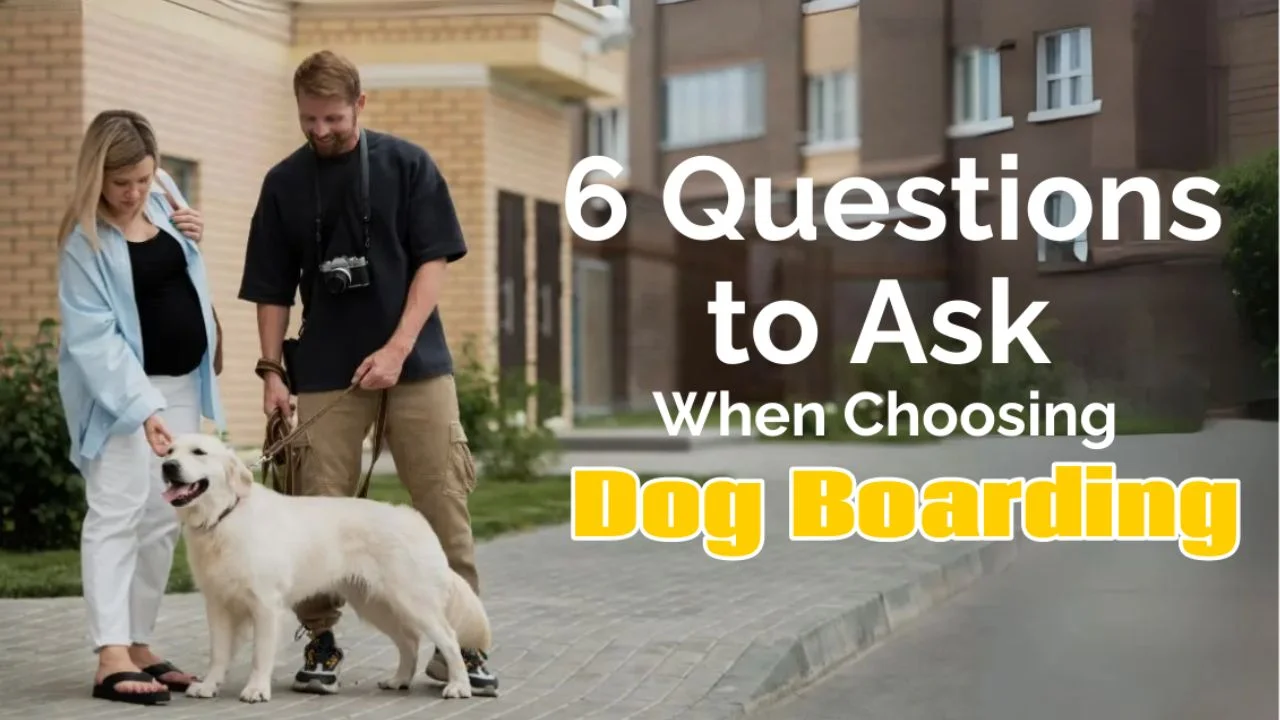 6 Questions to Ask When Choosing Dog Boarding
