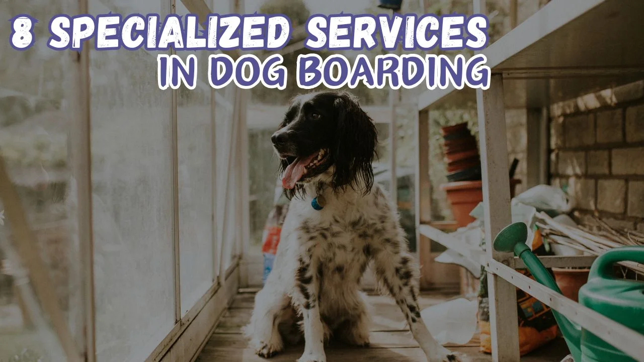 8 Specialized Services in Dog Boarding