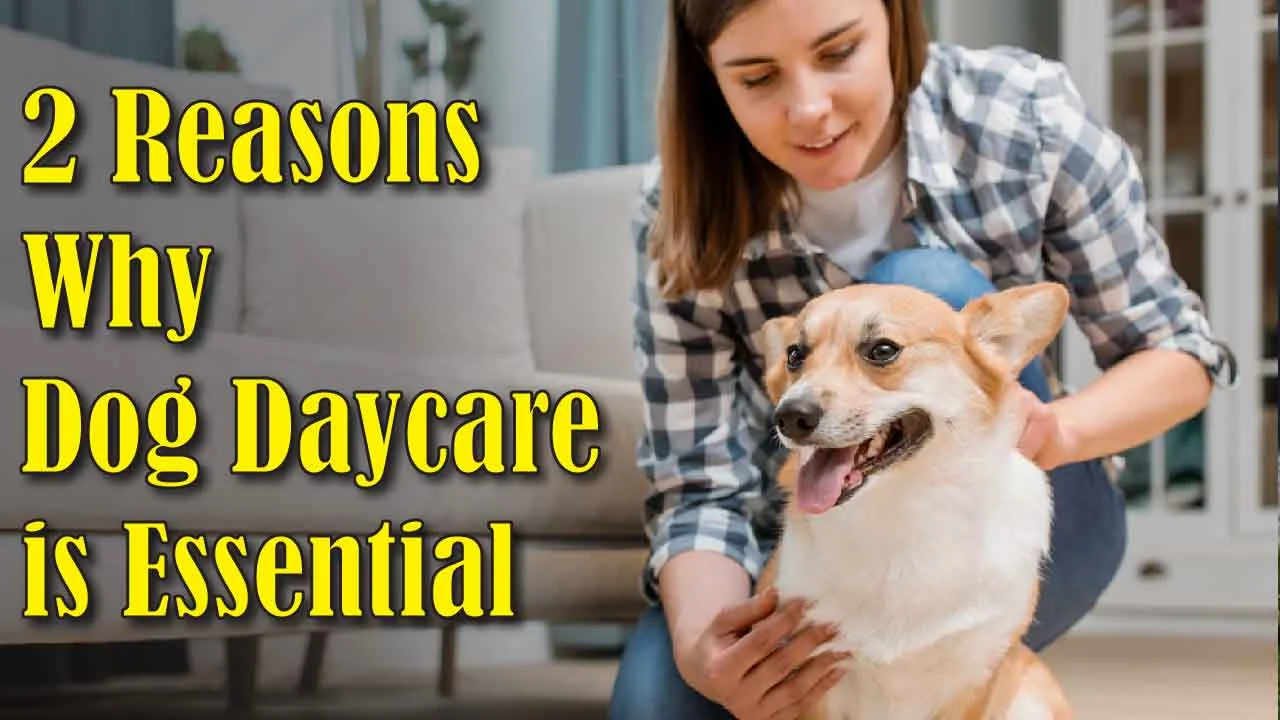 2 Reasons Why Dog Daycare is Essential