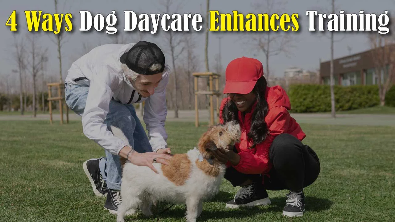 4 Ways Dog Daycare Enhances Training