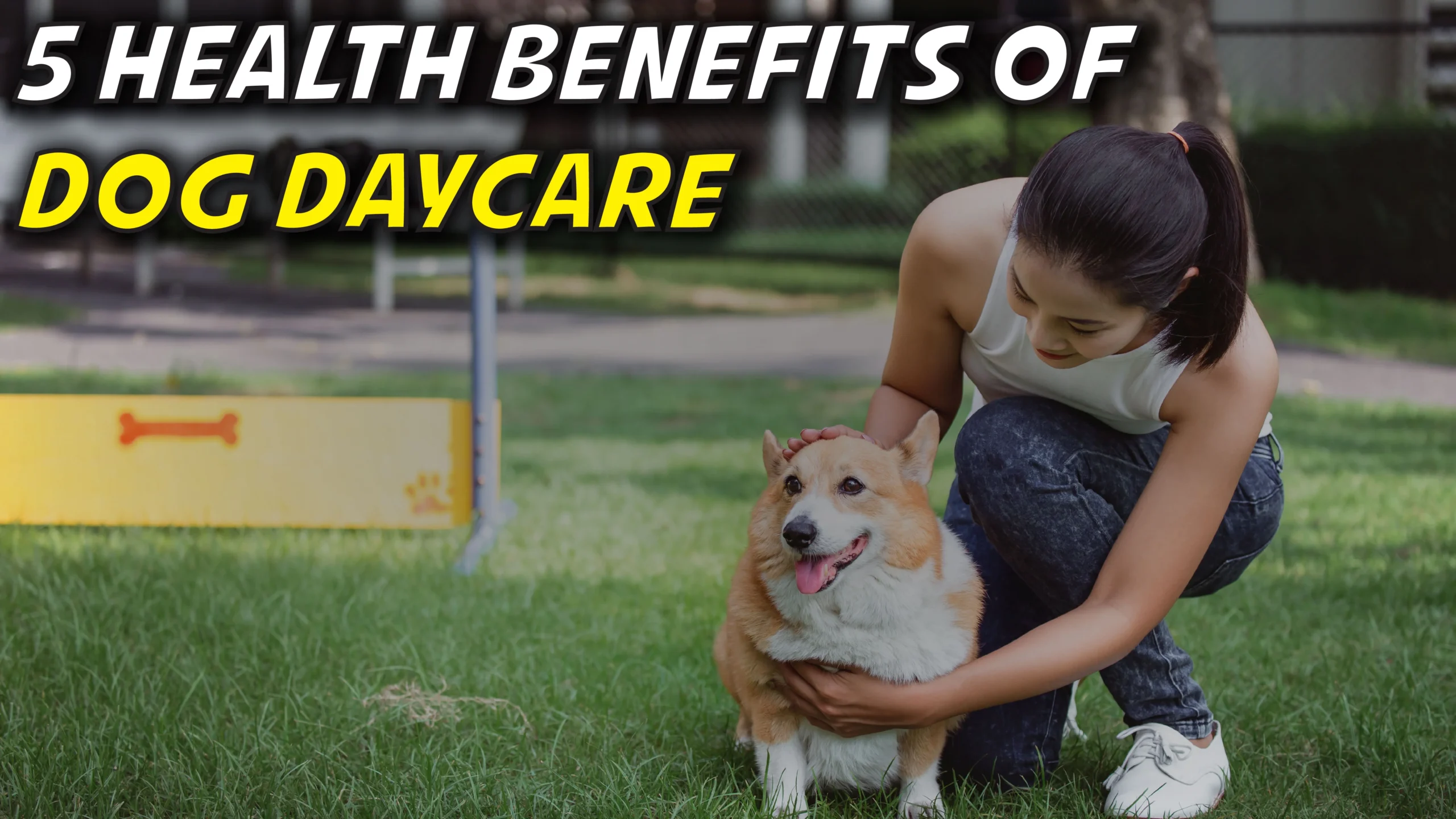 5 Health Benefits of Dog Daycare
