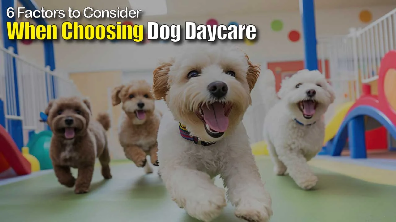 6 Factors to Consider When Choosing Dog Daycare