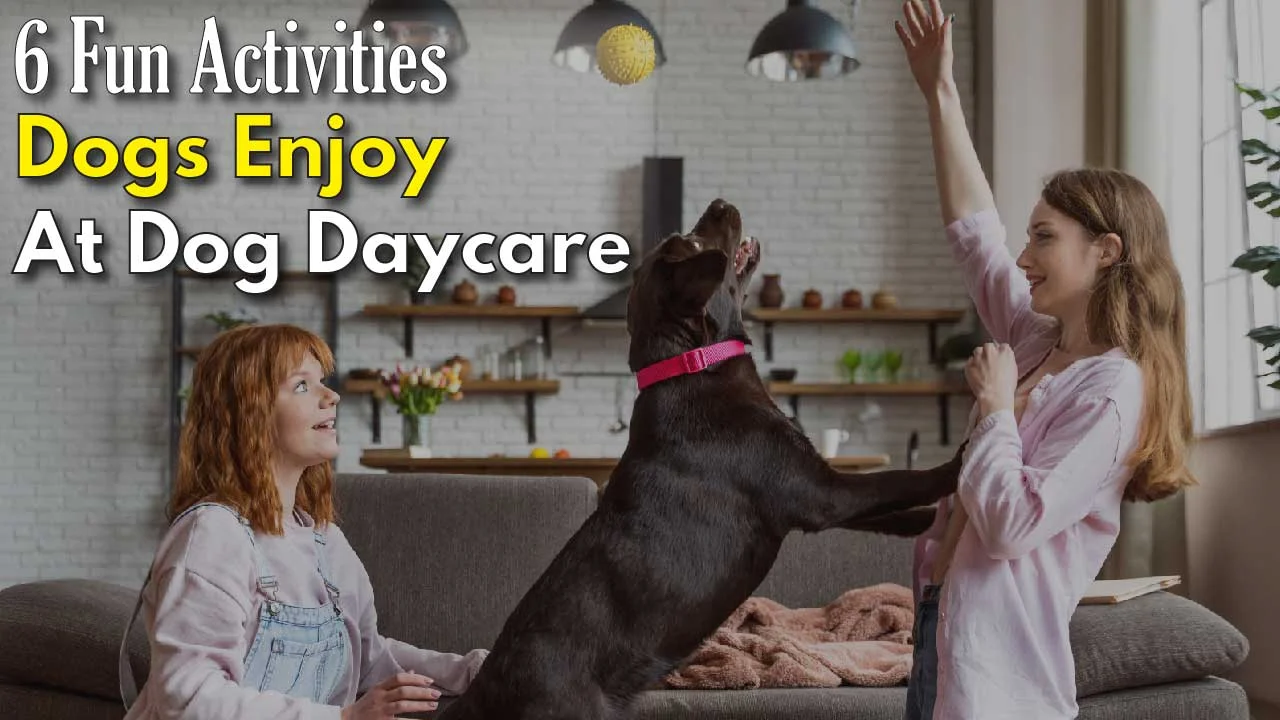 6 Fun Activities Dogs Enjoy at Dog Daycare