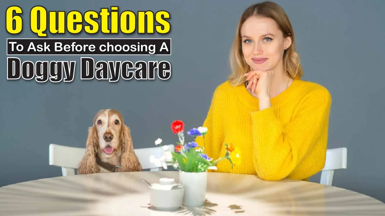 6 Questions to Ask Before Choosing a Doggy Daycare