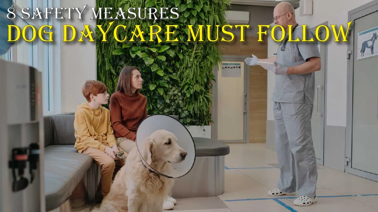 8 Safety Measures Dog Daycare Must Follow