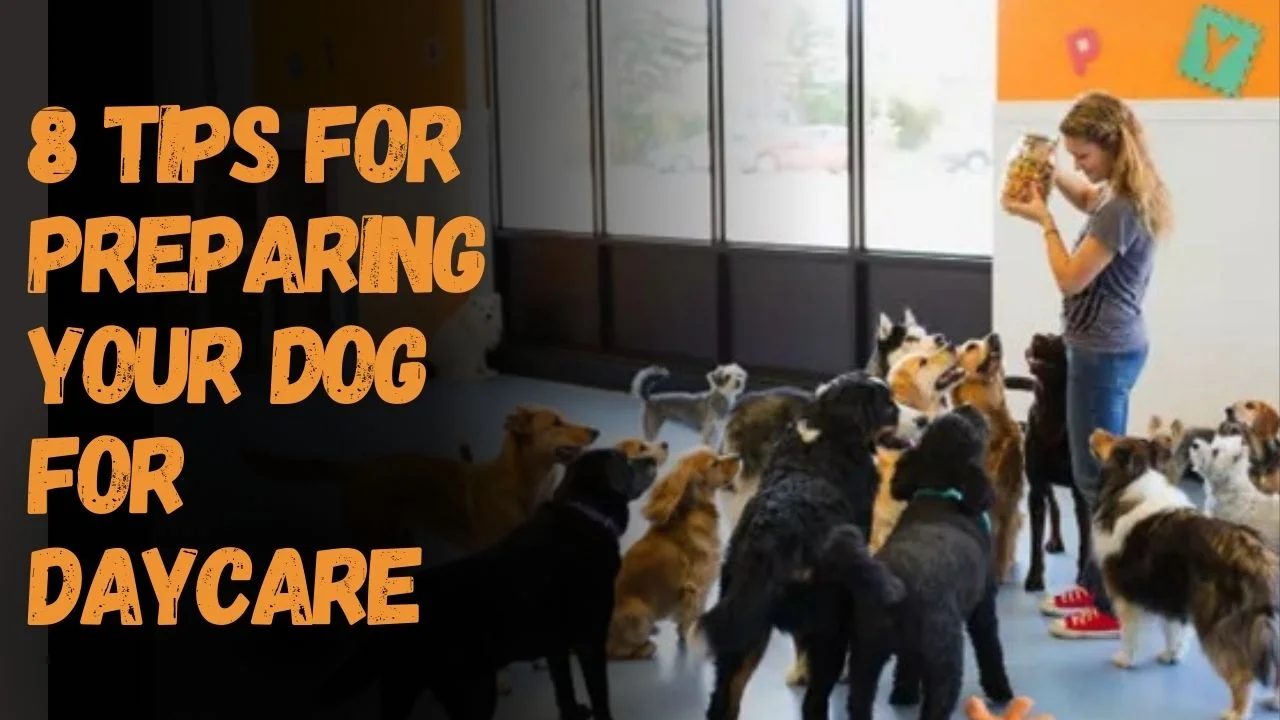 8 Tips for Preparing Your Dog for Daycare