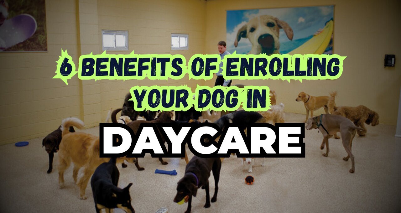 6 Benefits of Enrolling Your Dog in Daycare