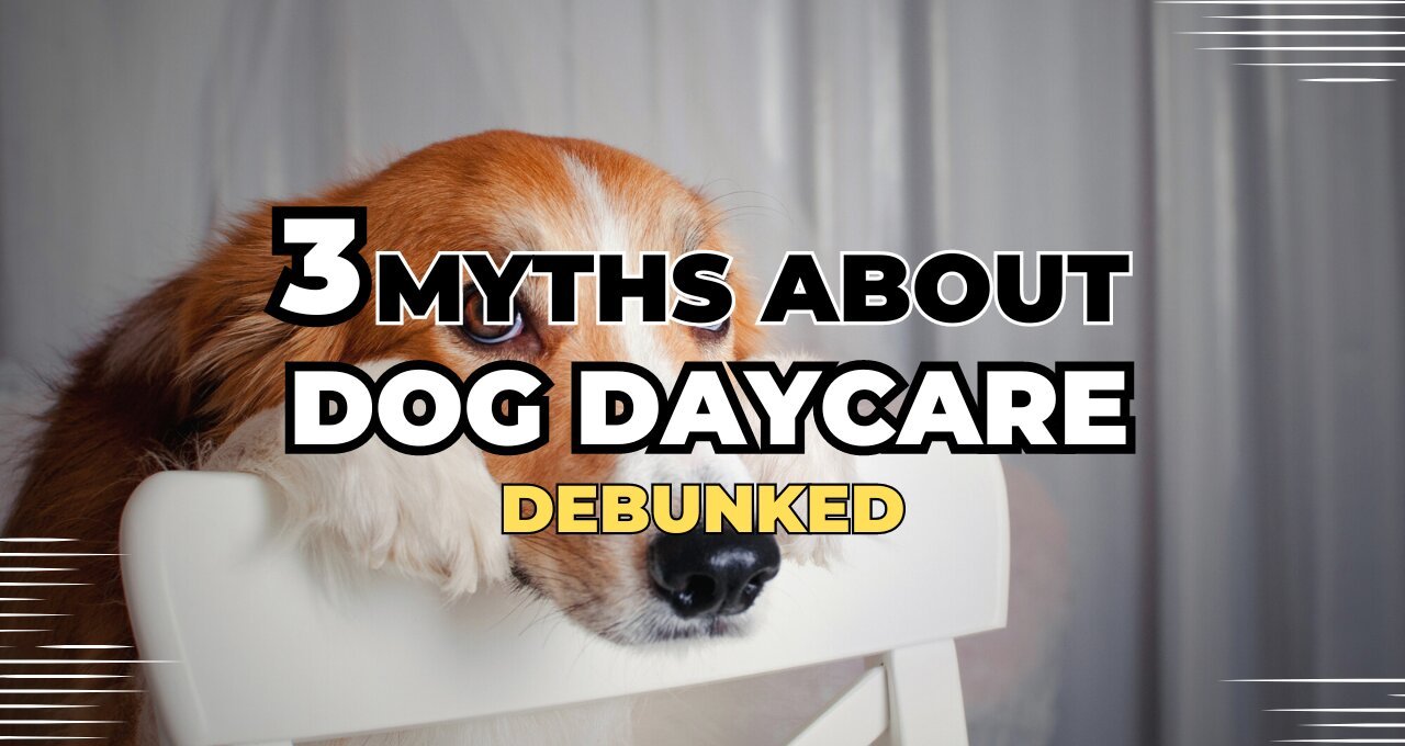 3 Myths About Dog Daycare Debunked