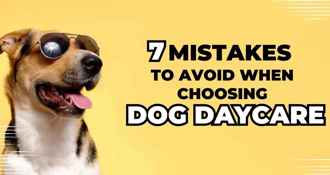 7 Mistakes to Avoid When Choosing Dog Daycare