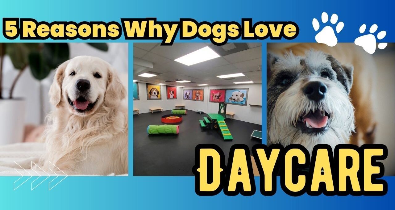 5 Reasons Why Dogs Love Daycare