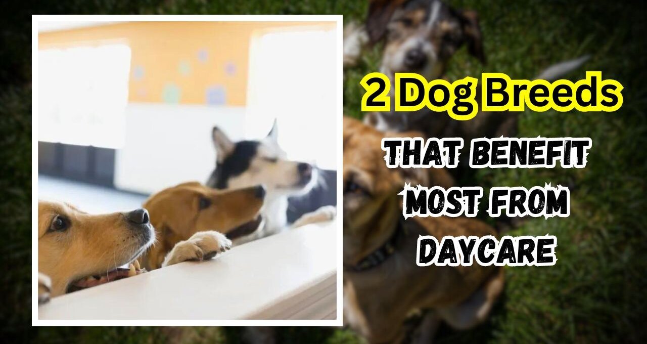 2 Dog Breeds That Benefit Most from Daycare