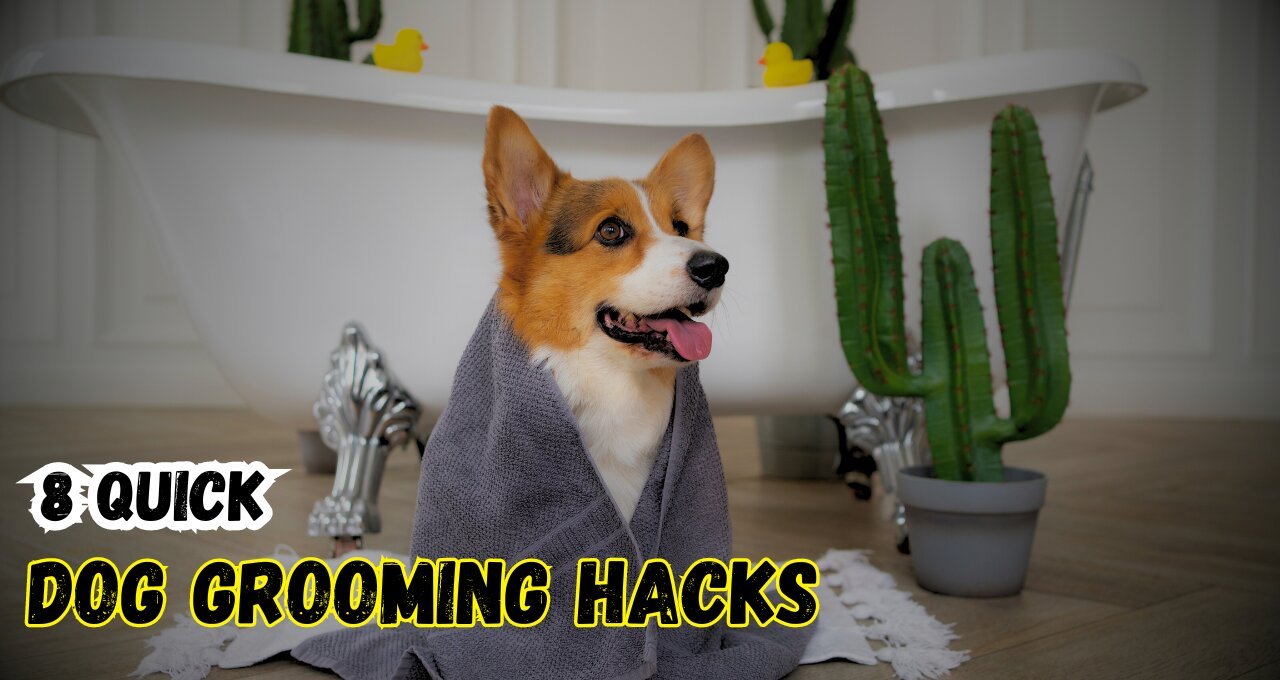 8 Quick Dog Grooming Hacks
