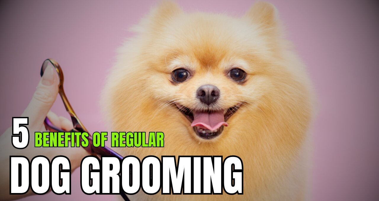 5 Benefits of Regular Dog Grooming