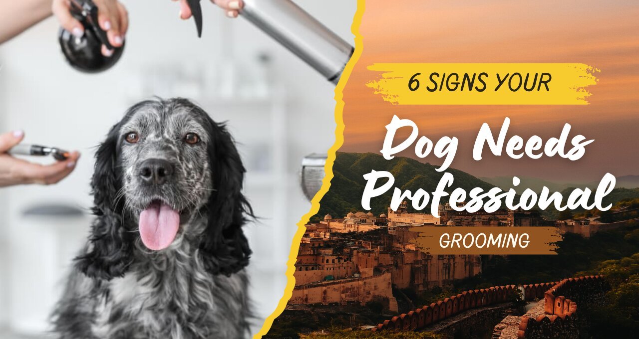 6 Signs Your Dog Needs Professional Grooming