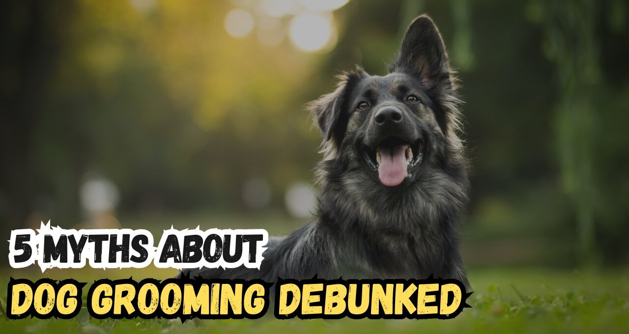 5 Myths About Dog Grooming Debunked