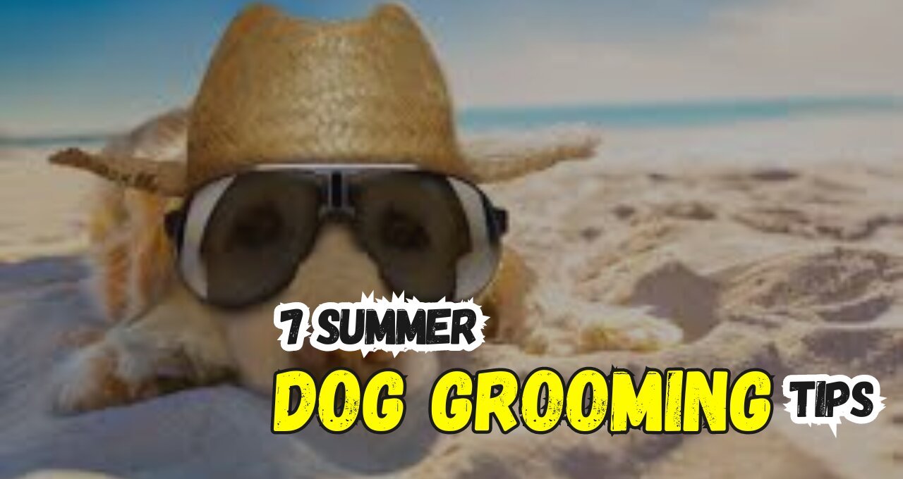 7 Summer Dog Grooming Tips