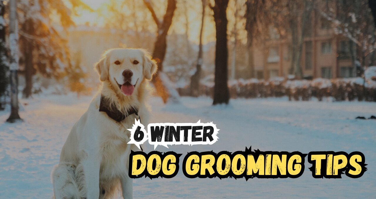 6 Winter Dog Grooming Tips