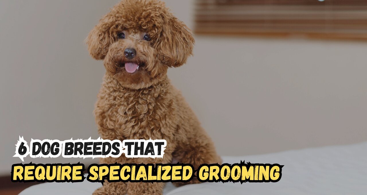 6 Dog Breeds That Require Specialized Grooming