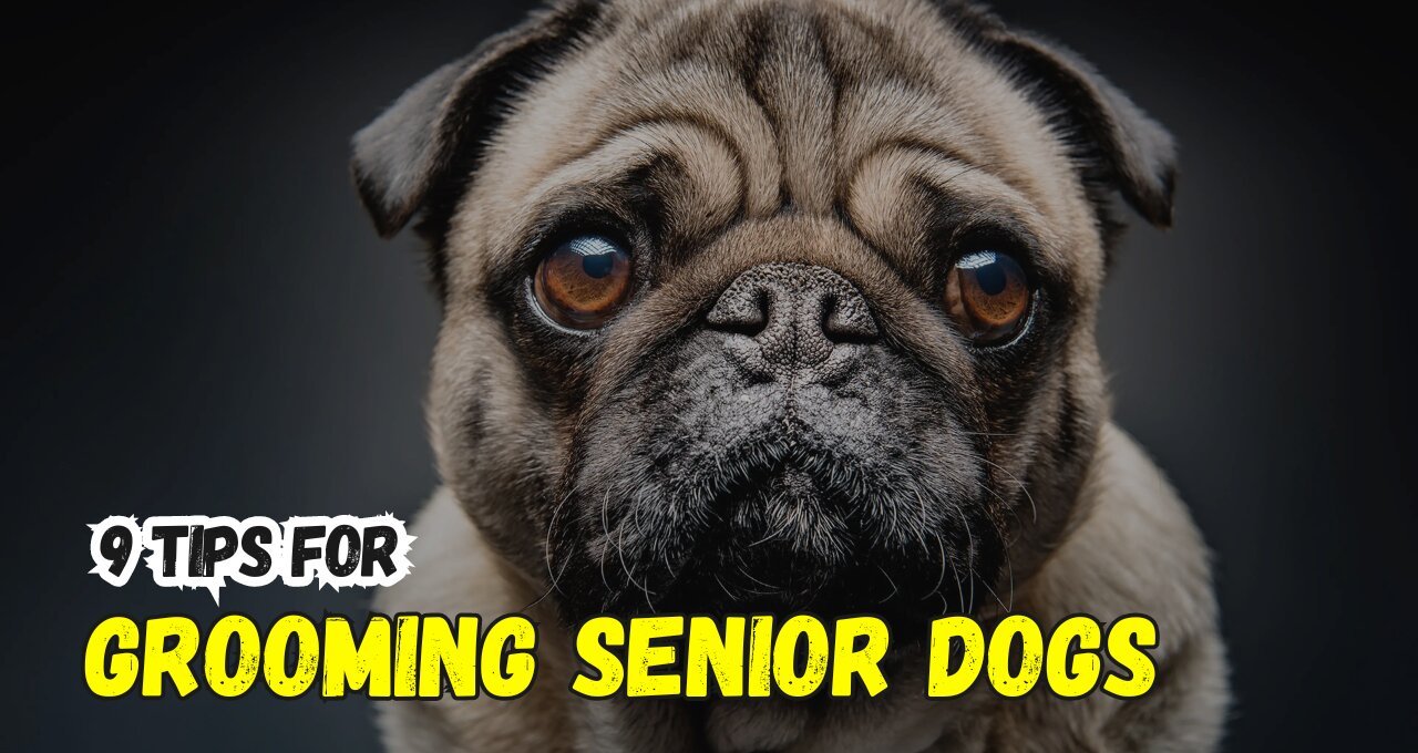 9 Tips for Grooming Senior Dogs